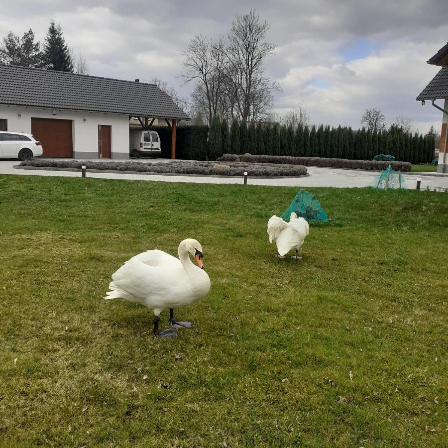 Agroturystyka Aura Kostrzyca Esterno foto